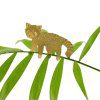 ⁦חיית צמח | Red Panda⁩ – תמונה ⁦2⁩